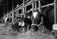 諸事情により、仔牛哺乳体験は現在、受付を中止しております。